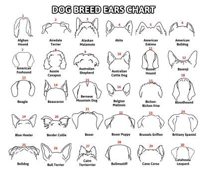 Personalized Pet Collar Frame Optional Pet Ear Style With Paw Print Memorial Gift