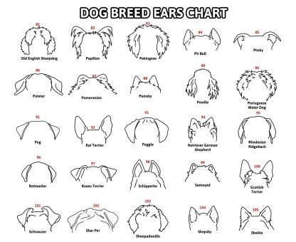 Personalized Pet Collar Frame Optional Pet Ear Style With Paw Print Memorial Gift