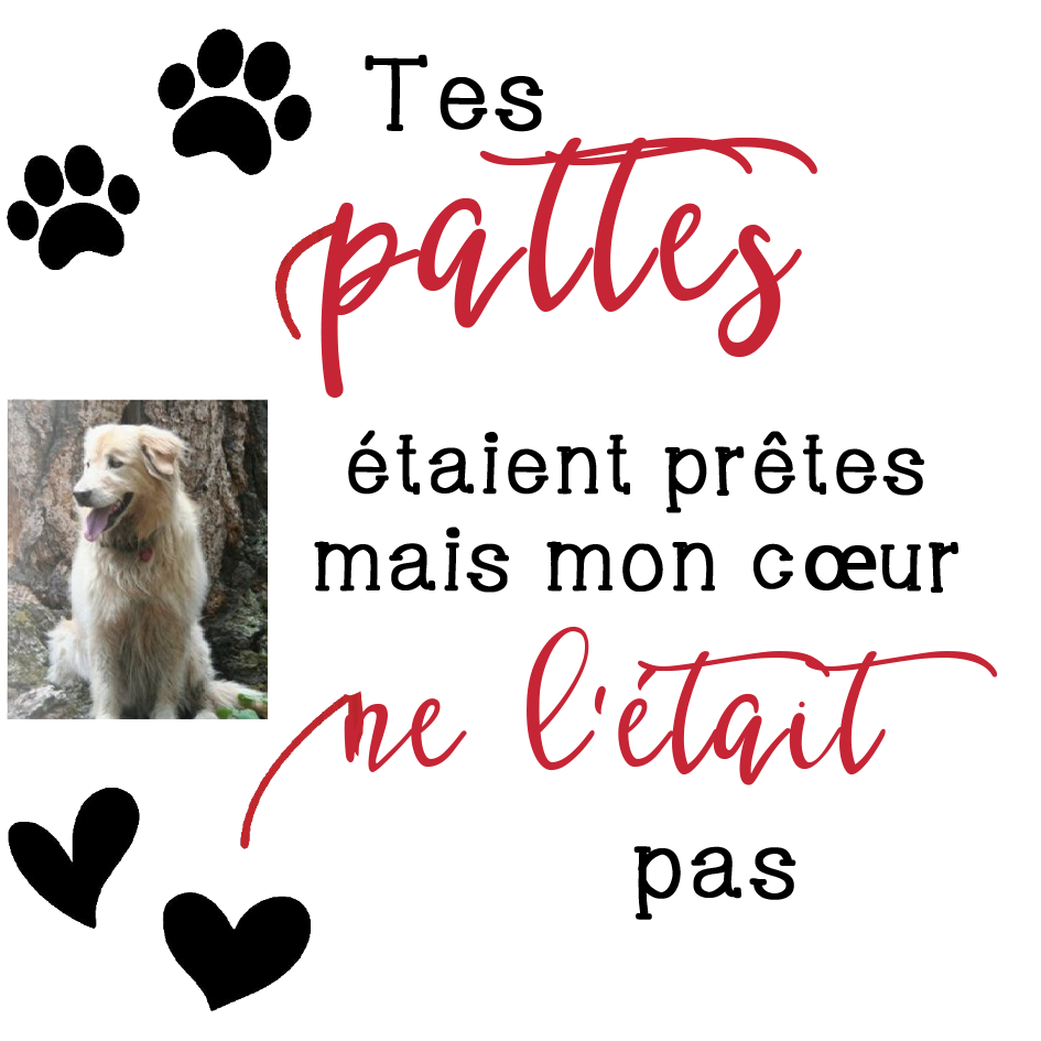 Boule transparente de plumes Petite empreinte de patte pour animaux de compagnie Ornements Photo Personnalisé boule de noël | Jessemade