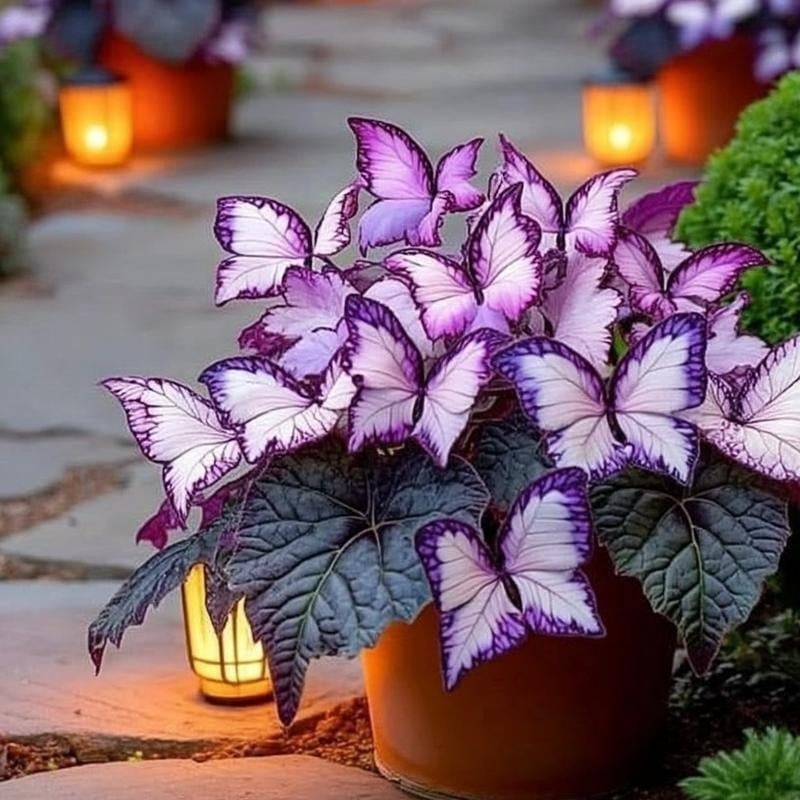 🔥Last Day: BUY 3 GET 1 FREE - 🍃🦋 Butterfly Leaf Hosta Seeds: Add a Touch of Whimsy to Your Garden!(🌿1 pack = 100 Seeds)