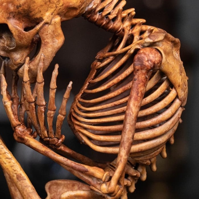 ☠️Early Halloween Special 49% OFF☠️3D Printed Human Fetus, Infant baby skeleton, hand painted figurine, creepy horror decor, curio cabinet gift