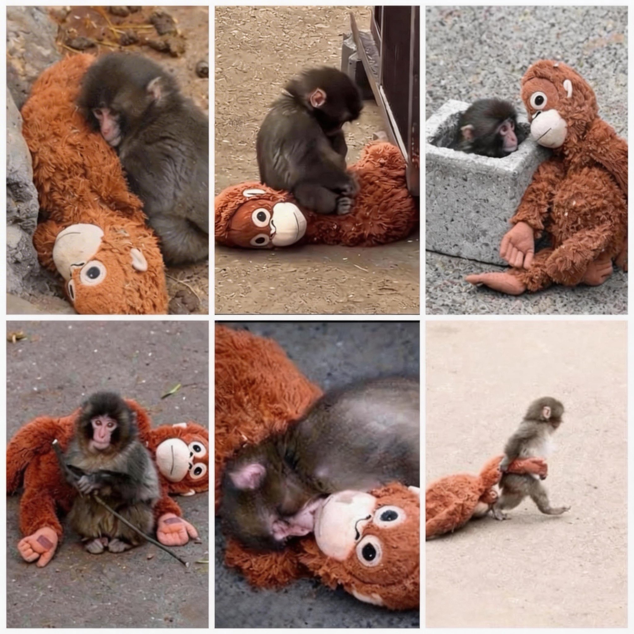 🏆Last Day 60% OFF-🪙 Emotional Support Monkey Coin🐒