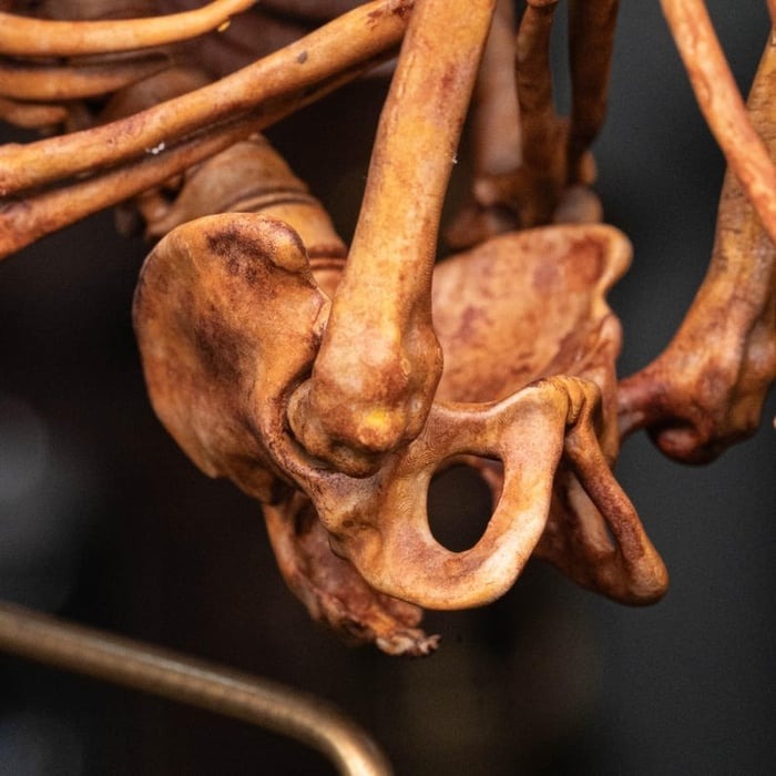 ☠️Early Halloween Special 49% OFF☠️3D Printed Human Fetus, Infant baby skeleton, hand painted figurine, creepy horror decor, curio cabinet gift