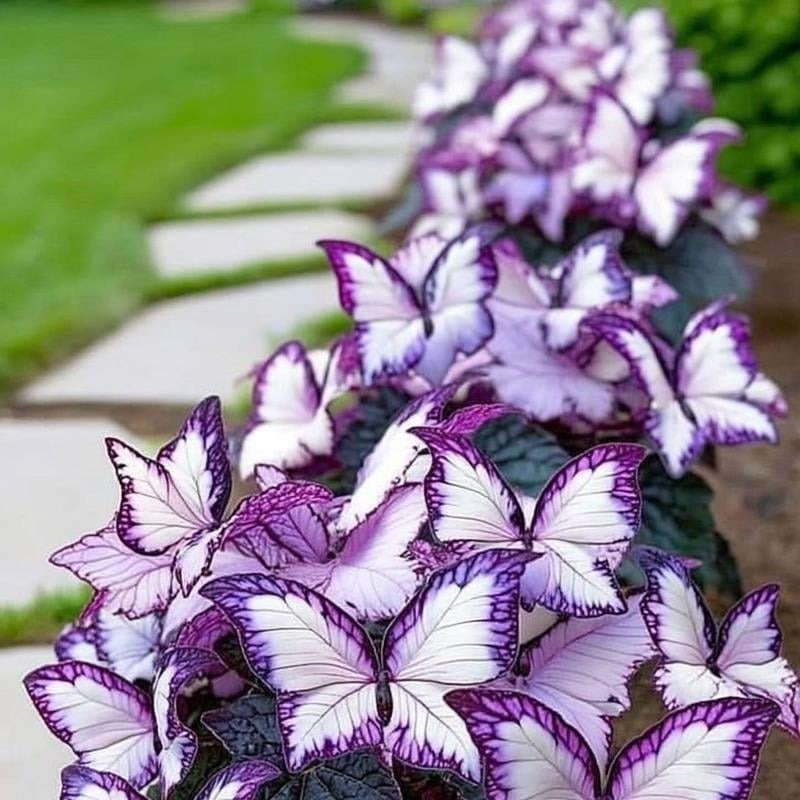 🔥Last Day: BUY 3 GET 1 FREE - 🍃🦋 Butterfly Leaf Hosta Seeds: Add a Touch of Whimsy to Your Garden!(🌿1 pack = 100 Seeds)