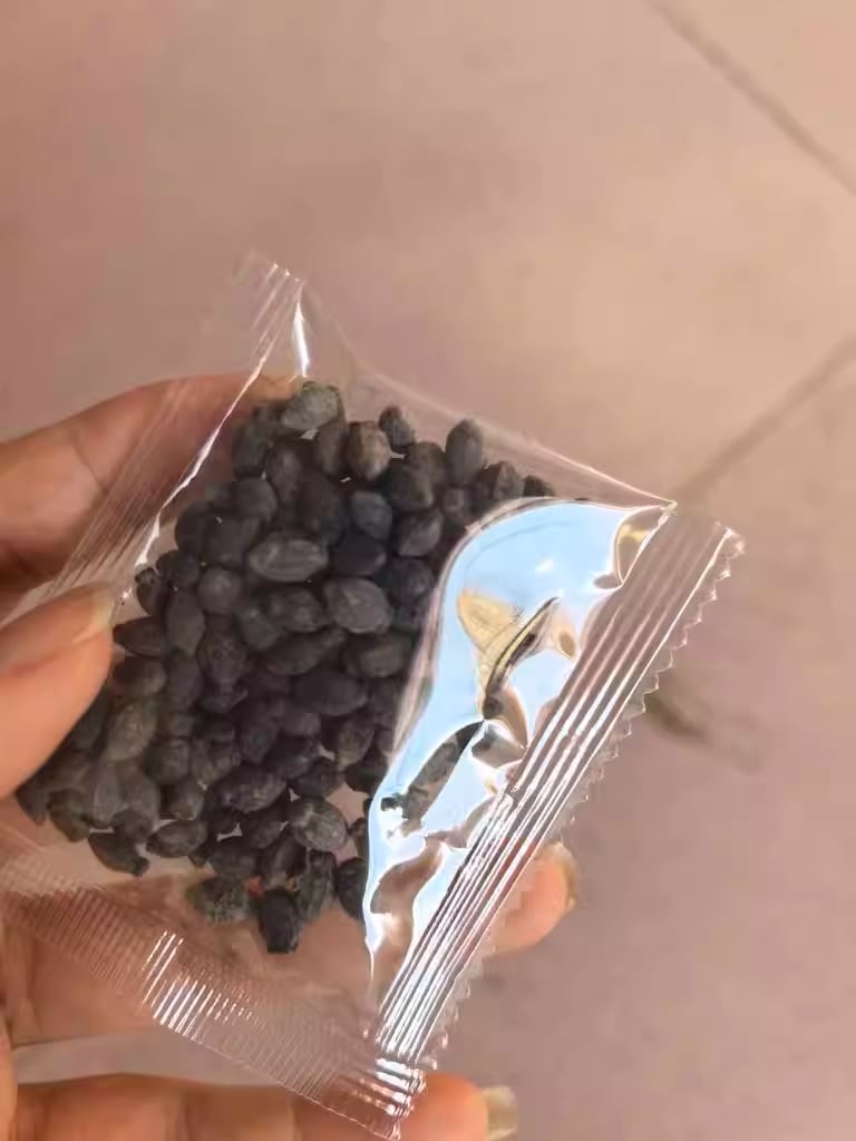 🏆75K+ SOLD! 🌸Jasmine Seeds