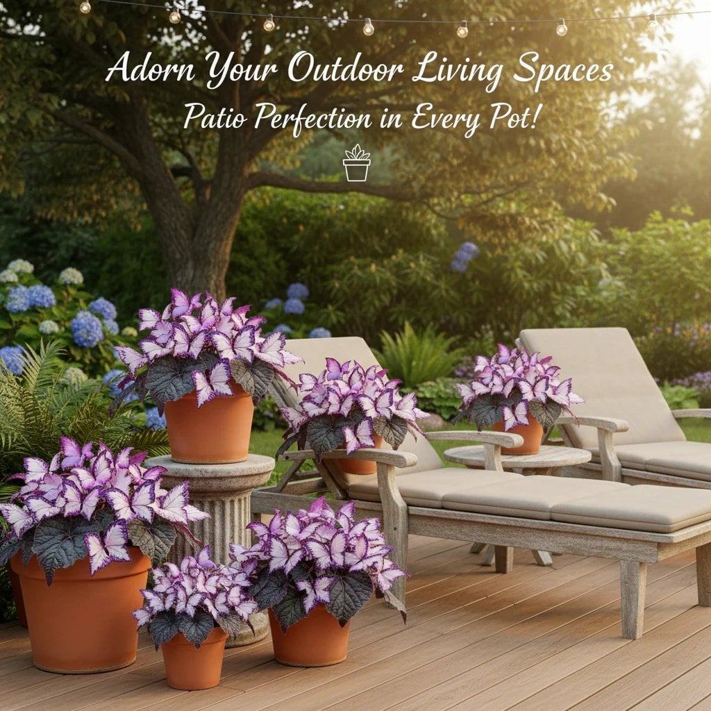 🔥Last Day: BUY 3 GET 1 FREE - 🍃🦋 Butterfly Leaf Hosta Seeds: Add a Touch of Whimsy to Your Garden!(🌿1 pack = 100 Seeds)