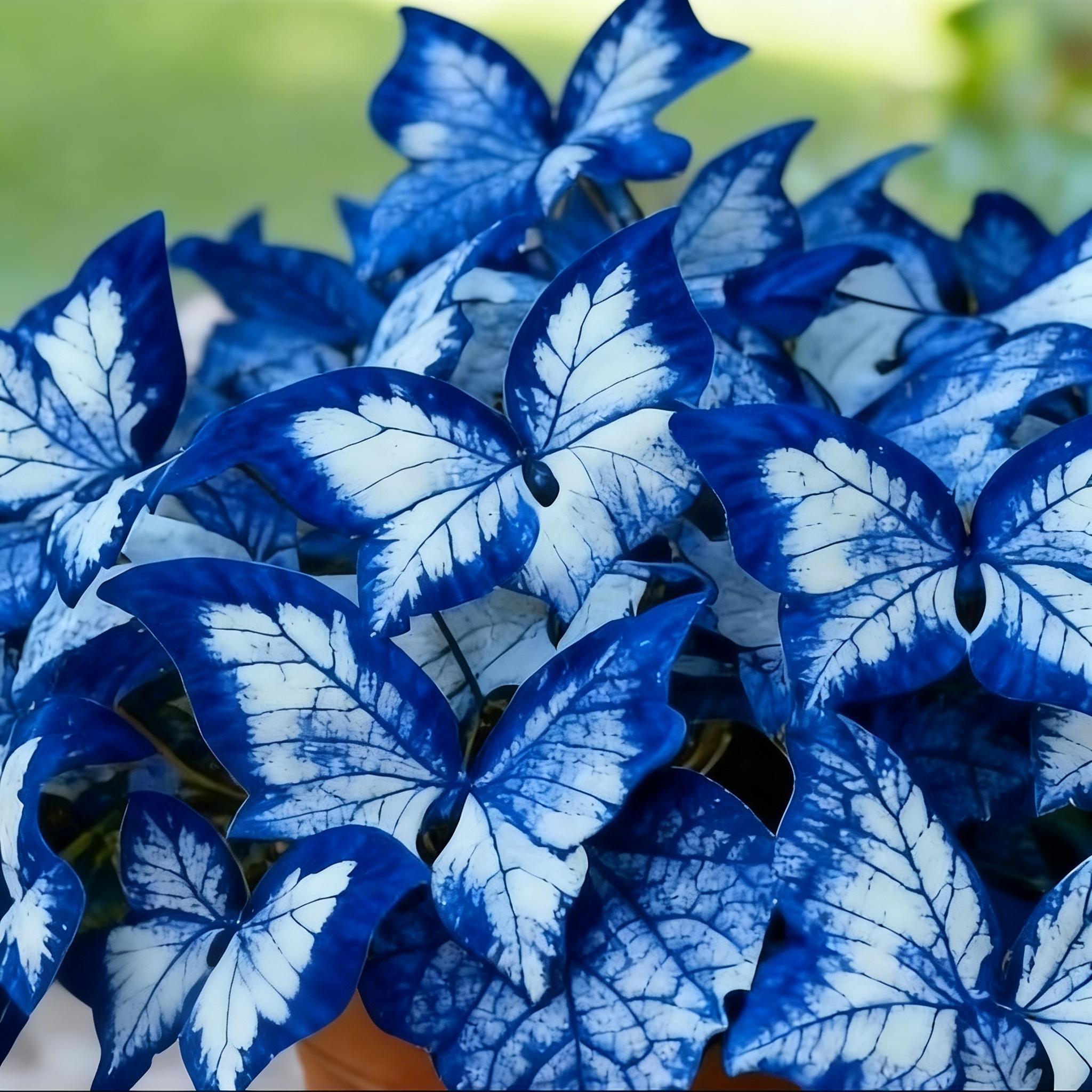 🔥Last Day: BUY 3 GET 1 FREE - 🍃🦋 Butterfly Leaf Hosta Seeds: Add a Touch of Whimsy to Your Garden!(🌿1 pack = 100 Seeds)