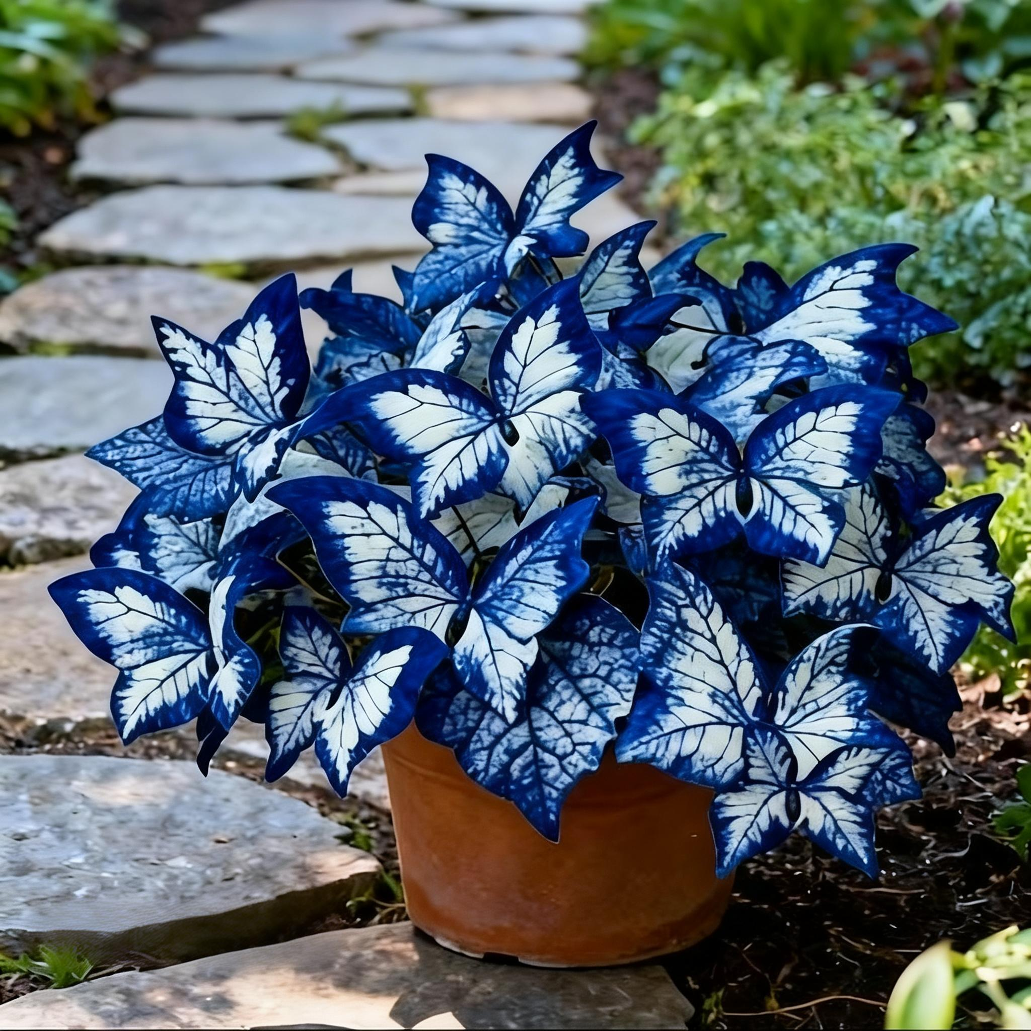 🔥Last Day: BUY 3 GET 1 FREE - 🍃🦋 Butterfly Leaf Hosta Seeds: Add a Touch of Whimsy to Your Garden!(🌿1 pack = 100 Seeds)