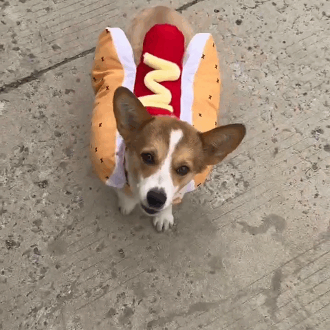Hot Dog Halloween Costume for Pets