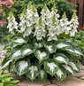 💥LAST DAY SALE 50%OFF💥🌿Premium Rare Hosta Seeds