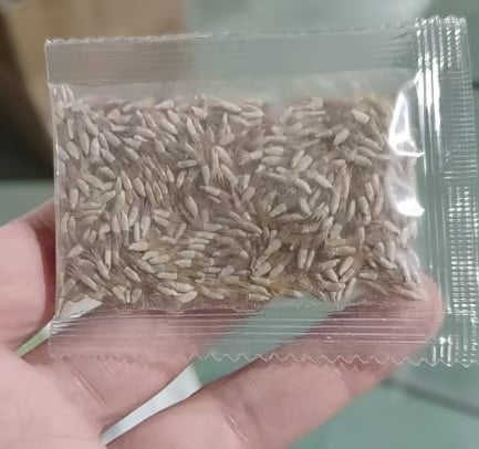 🌱Premium Cornflower Seeds – The "Unstoppable" Wildflower That Grows Anywhere