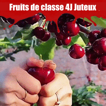 Graines de cerises importées du Chili