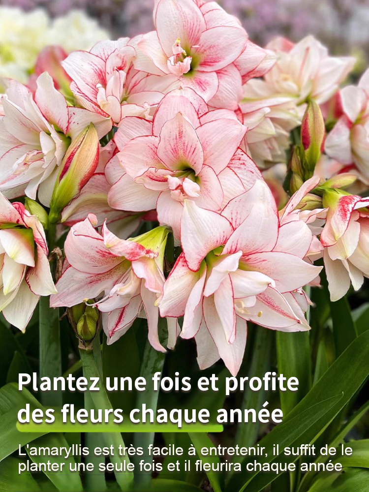 【Livraison avec bourgeons】Floraison sous 30 jours ✨️ Bulbes d'hippeastrum