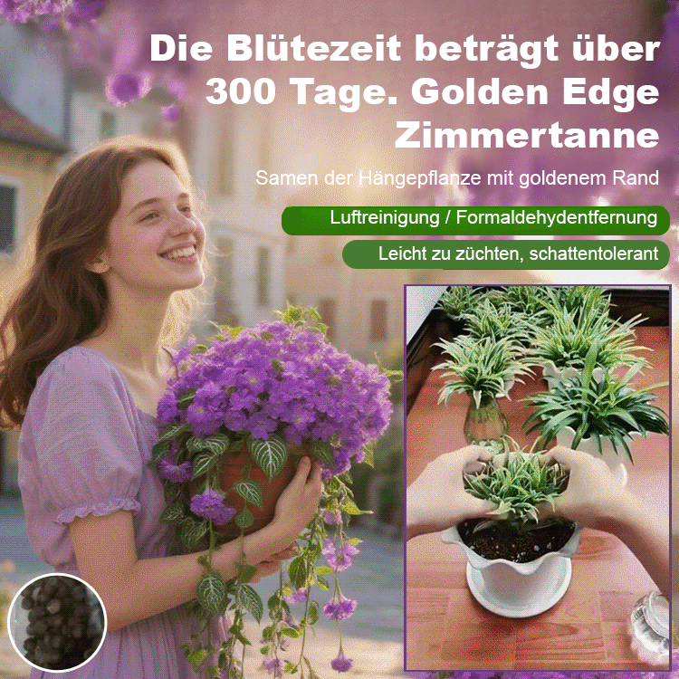 Graines de Chlorophytum Marginé à Floraison Toute l’Année et Parfumée