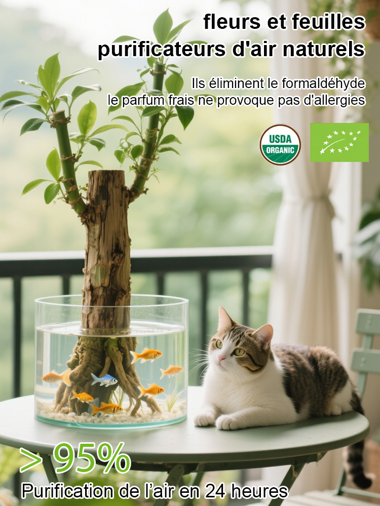 Plante porte-bonheur brésilienne cultivée dans l'eau, fleurit toute l'année 🌿Nul besoin d'avoir la main verte ! Pousse uniquement dans l'eau, sans terre ni lumière directe du soleil.