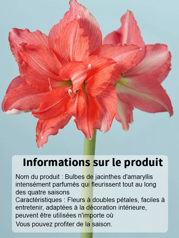 【Livraison avec bourgeons】Floraison sous 30 jours ✨️ Bulbes d'hippeastrum