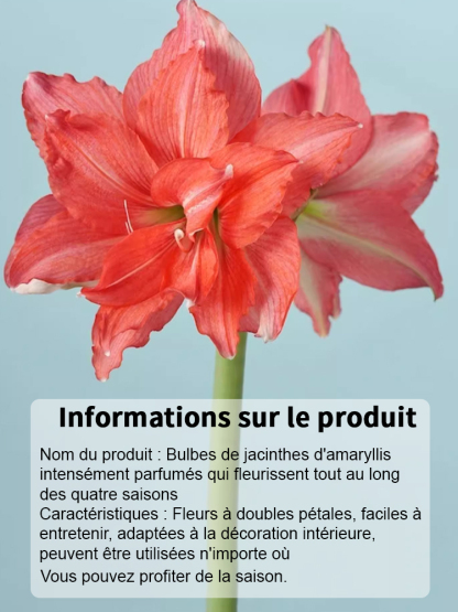 【Livraison avec bourgeons】Floraison sous 30 jours ✨️ Bulbes d'hippeastrum