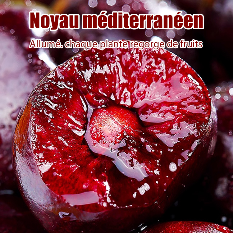 Graines de cerises importées du Chili