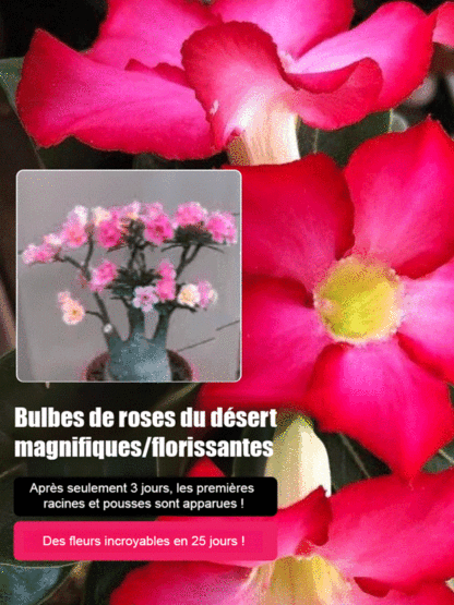 【Fleurit en 25 jours】Bulbe de rose du désert résistant à la chaleur, au soleil et à la sécheresse 🔥Pousse même sans arrosage