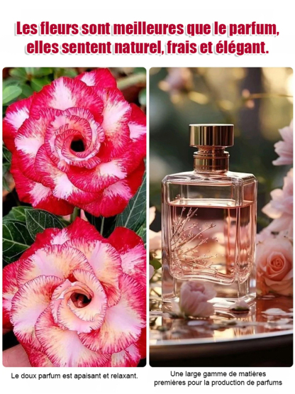 【Fleurit en 25 jours】Bulbe de rose du désert résistant à la chaleur, au soleil et à la sécheresse 🔥Pousse même sans arrosage