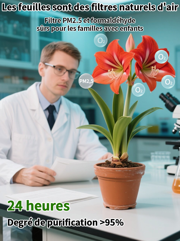 【Livraison avec bourgeons】Floraison sous 30 jours ✨️ Bulbes d'hippeastrum