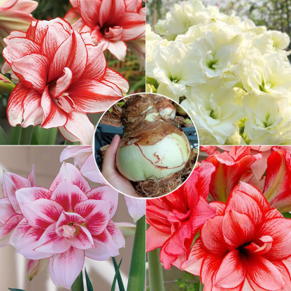 【Livraison avec bourgeons】Floraison sous 30 jours ✨️ Bulbes d'hippeastrum