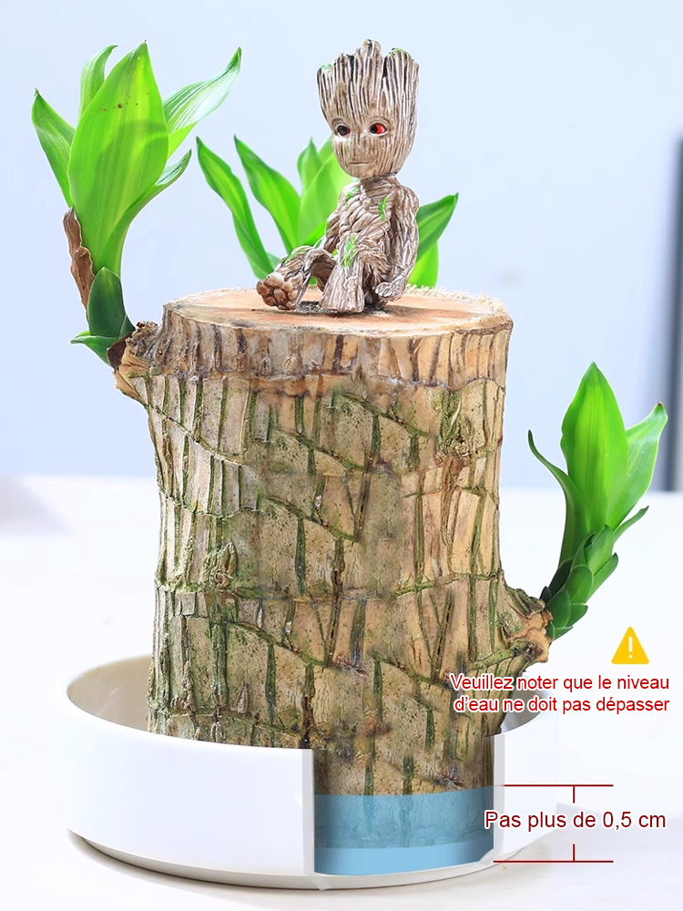 Plante porte-bonheur brésilienne cultivée dans l'eau, fleurit toute l'année 🌿Nul besoin d'avoir la main verte ! Pousse uniquement dans l'eau, sans terre ni lumière directe du soleil.