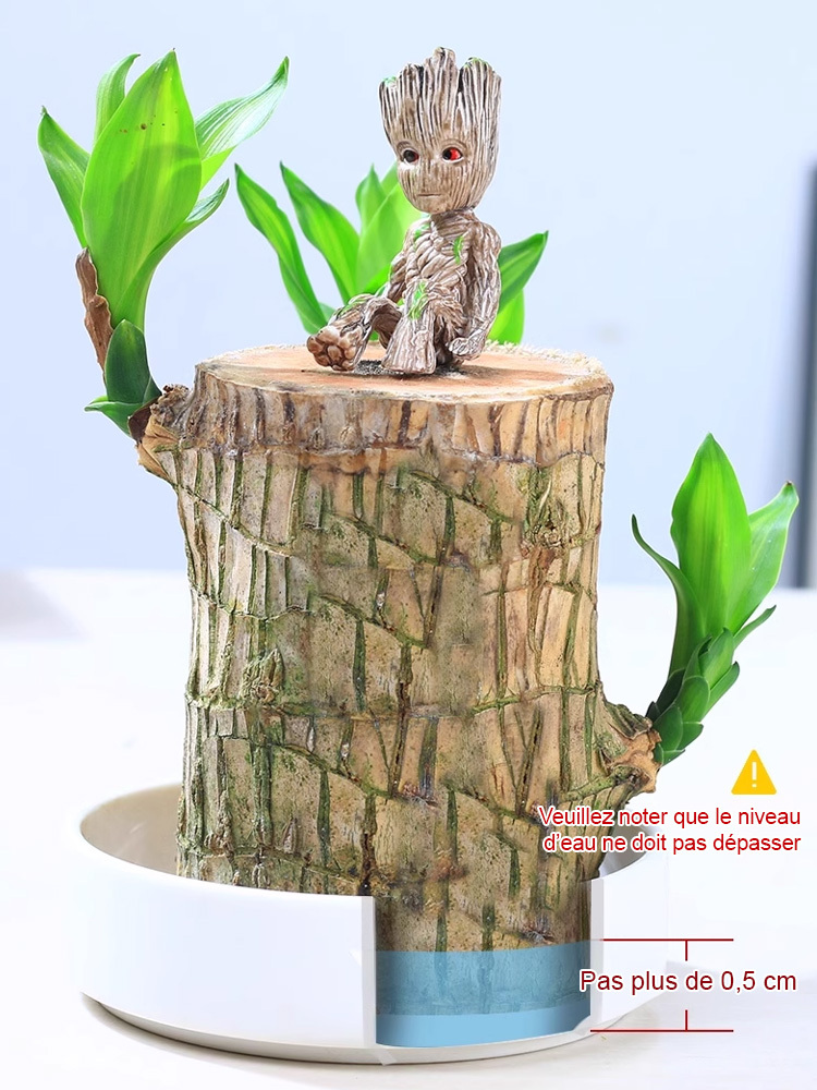 Plante porte-bonheur brésilienne cultivée dans l'eau, fleurit toute l'année 🌿Nul besoin d'avoir la main verte ! Pousse uniquement dans l'eau, sans terre ni lumière directe du soleil.