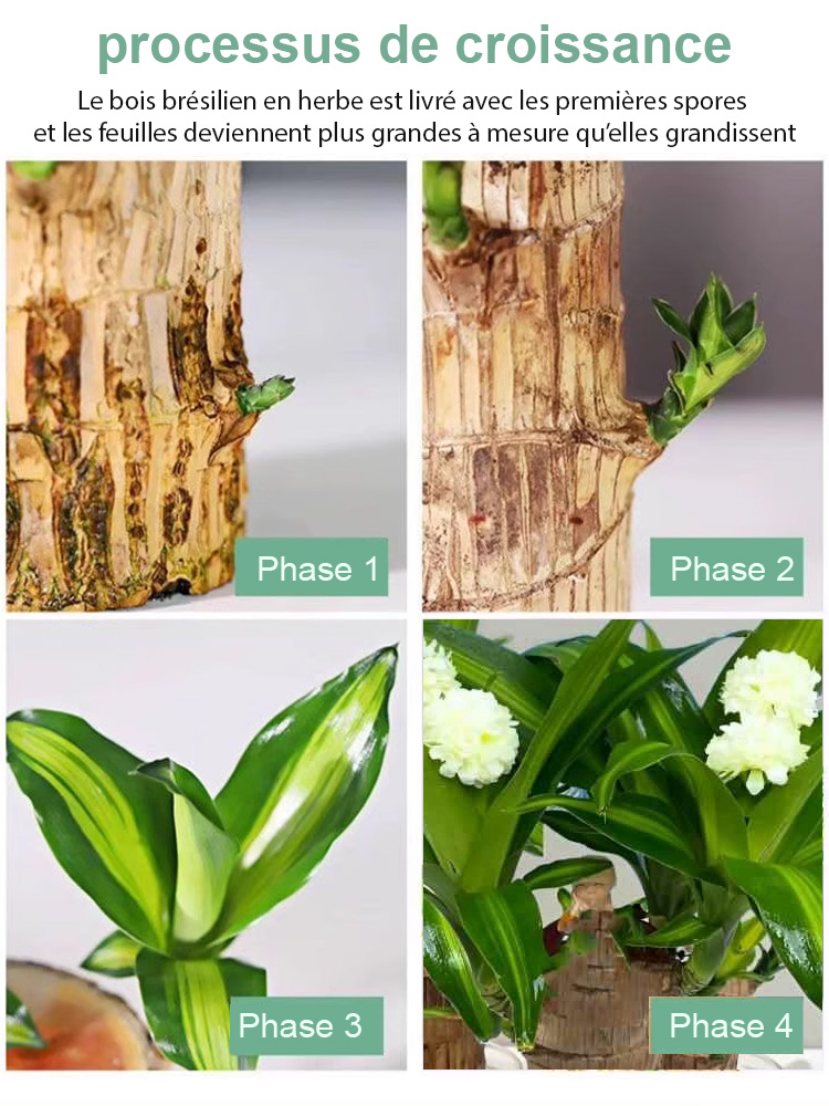 Plante porte-bonheur brésilienne cultivée dans l'eau, fleurit toute l'année 🌿Nul besoin d'avoir la main verte ! Pousse uniquement dans l'eau, sans terre ni lumière directe du soleil.