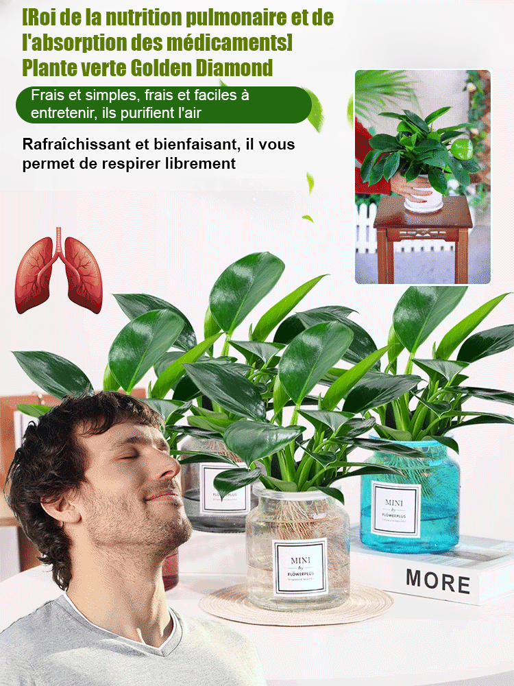 Plantes vertes Golden Diamond【Le roi de la guérison pulmonaire】Il ne nécessite pas de lumière du soleil, est facile à entretenir et rendra votre maison parfumée et saine.