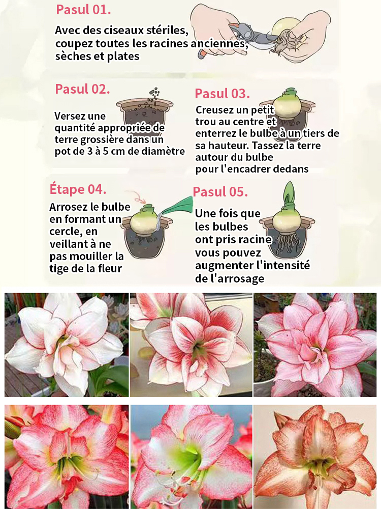 【Livraison avec bourgeons】Floraison sous 30 jours ✨️ Bulbes d'hippeastrum