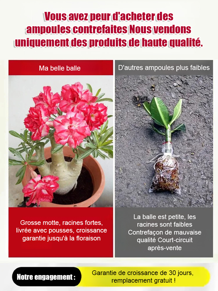 【Fleurit en 25 jours】Bulbe de rose du désert résistant à la chaleur, au soleil et à la sécheresse 🔥Pousse même sans arrosage