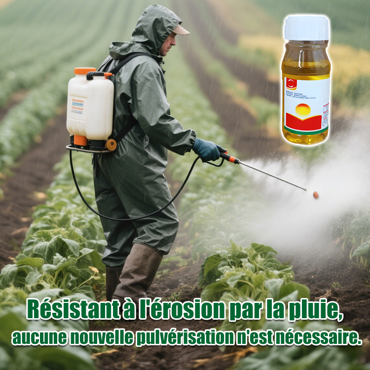 【Spécialiste des mauvaises herbes】Glufosinate-P-ammonium à haute concentration. N'endommage pas le sol, n'affecte pas les cultures 