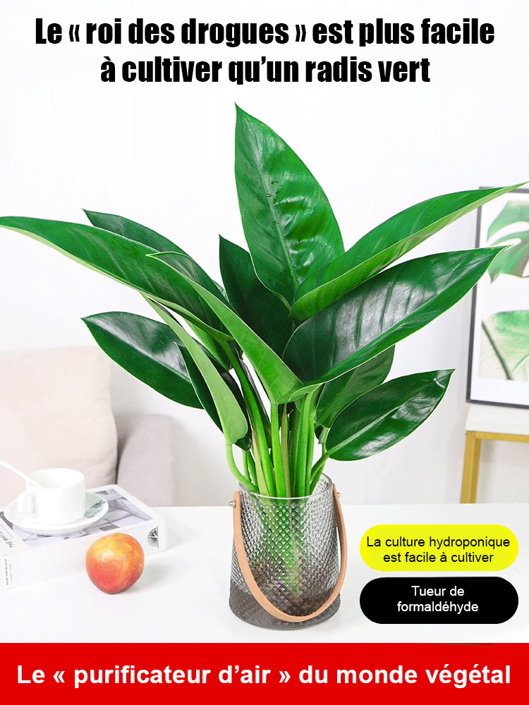 Plantes vertes Golden Diamond【Le roi de la guérison pulmonaire】Il ne nécessite pas de lumière du soleil, est facile à entretenir et rendra votre maison parfumée et saine.