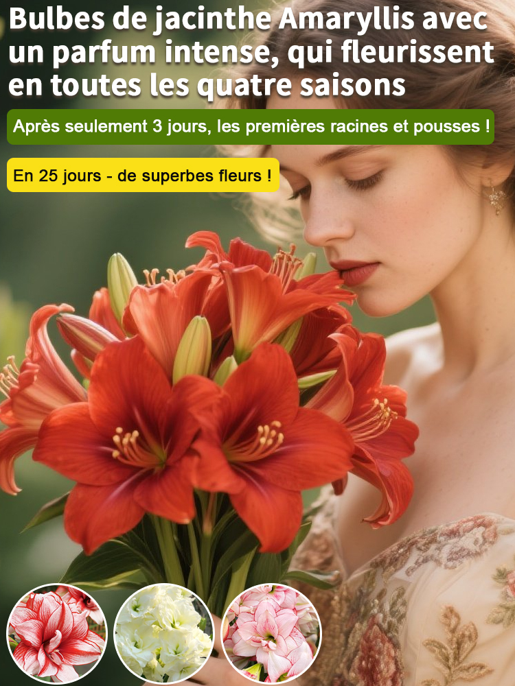 【Livraison avec bourgeons】Floraison sous 30 jours ✨️ Bulbes d'hippeastrum