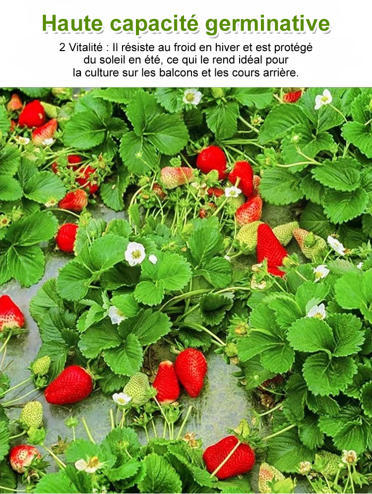 翻译件-SL-四季结果奶油草莓种子-1174930-系统-拷贝_12.png
