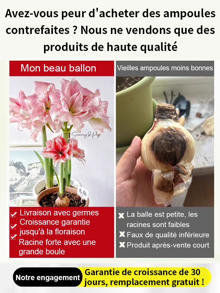 【Livraison avec bourgeons】Floraison sous 30 jours ✨️ Bulbes d'hippeastrum