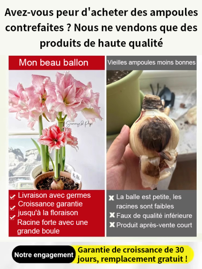 【Livraison avec bourgeons】Floraison sous 30 jours ✨️ Bulbes d'hippeastrum
