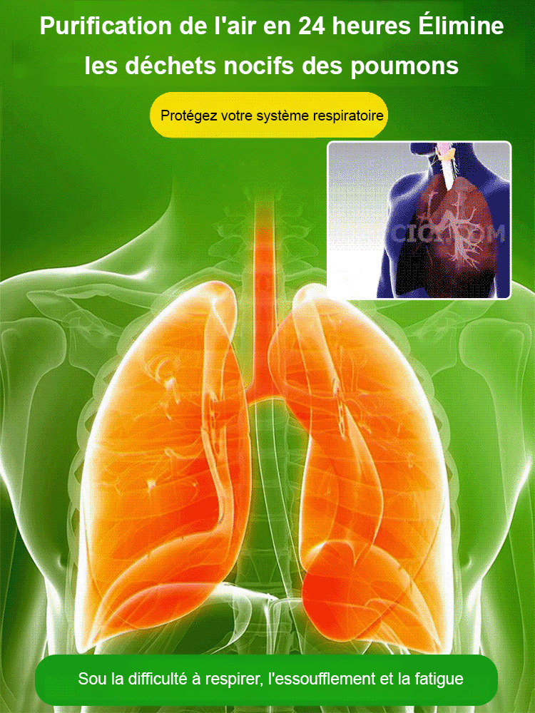 Plante porte-bonheur brésilienne cultivée dans l'eau, fleurit toute l'année 🌿Nul besoin d'avoir la main verte ! Pousse uniquement dans l'eau, sans terre ni lumière directe du soleil.