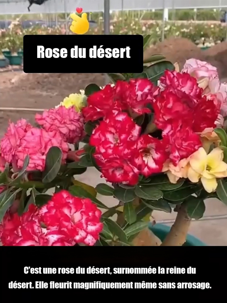 【Fleurit en 25 jours】Bulbe de rose du désert résistant à la chaleur, au soleil et à la sécheresse 🔥Pousse même sans arrosage
