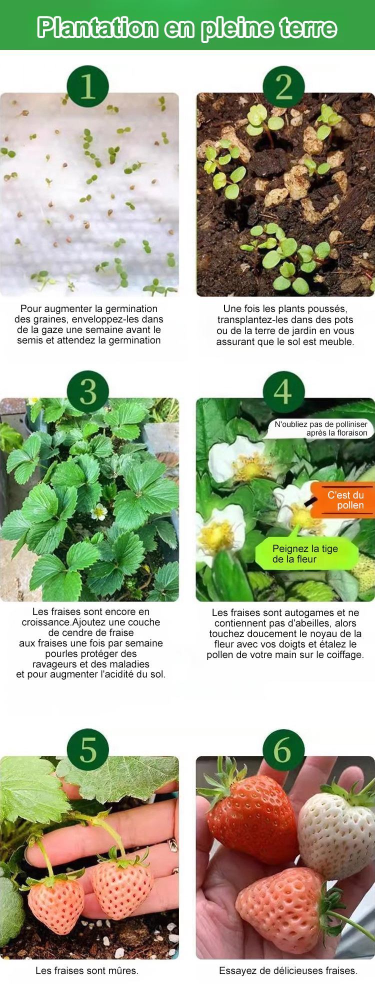 翻译件-SL-四季结果奶油草莓种子-1174930-系统-拷贝_25.png