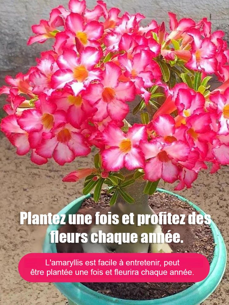 【Fleurit en 25 jours】Bulbe de rose du désert résistant à la chaleur, au soleil et à la sécheresse 🔥Pousse même sans arrosage