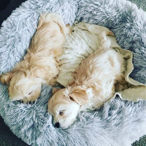 Vet-Recommended Dog Bed | Calming Donut Cuddler for Stressed Dogs