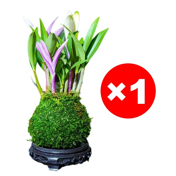 【Luftreinigung, Schlafverbesserung】100 % Überlebensrate - Parfüm-Dendrobium.