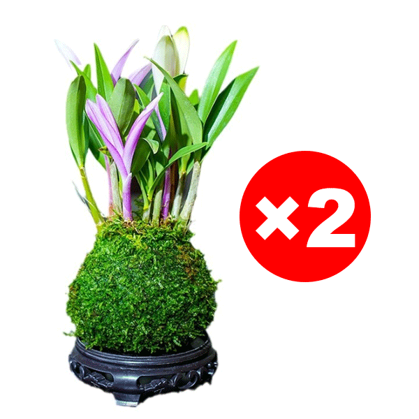 【Luftreinigung, Schlafverbesserung】100 % Überlebensrate - Parfüm-Dendrobium.