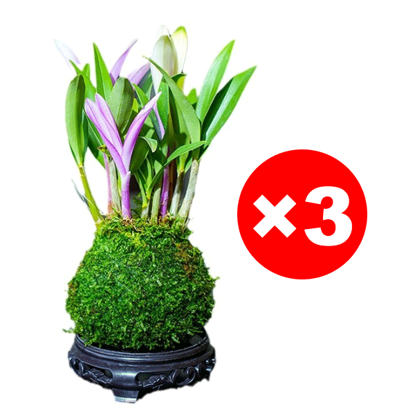 【Luftreinigung, Schlafverbesserung】100 % Überlebensrate - Parfüm-Dendrobium.