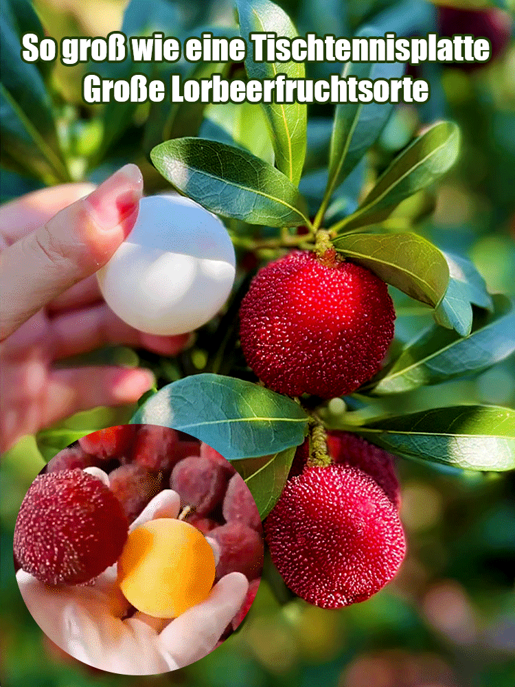 【Kleiner Kern, zart und saftig】Neue Sorte Yangmei-Samen