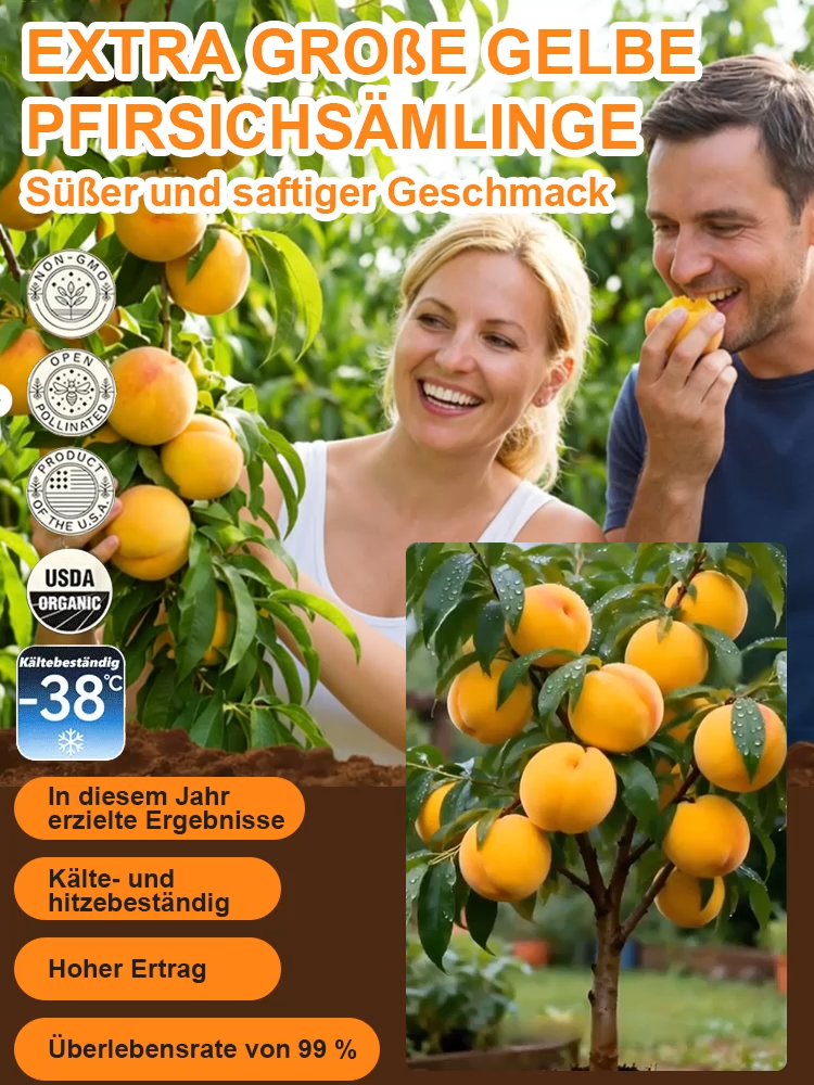 März verpasst? Ein Jahr gewartet! Ernten Sie jetzt saftig-süße Goldpfirsiche im eigenen Garten.