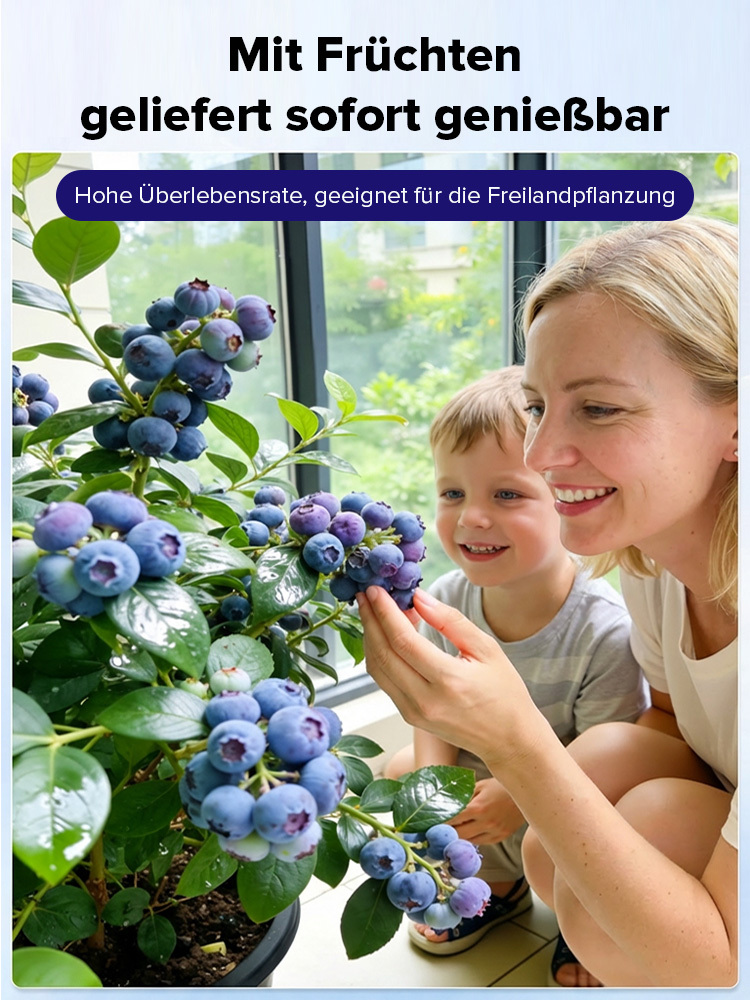 ✨Zeitlich begrenzte Aktion✨Selbstbestäubende Riesen-Blaubeerbaumsetzlinge