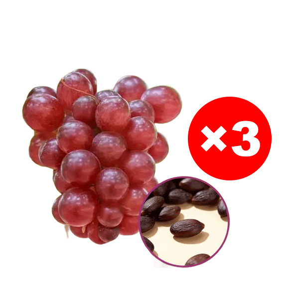 Queen Nina Traubenkerne mit Noten von hochwertigem Rotwein